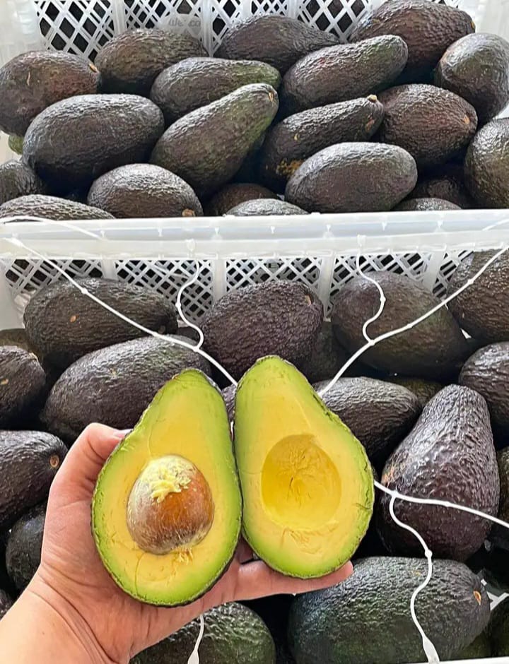 Caja de Palta Hass 20 Kilos / Calibre Extra por unidad de 265grs a 330grs por caja + IVA - Imagen 2