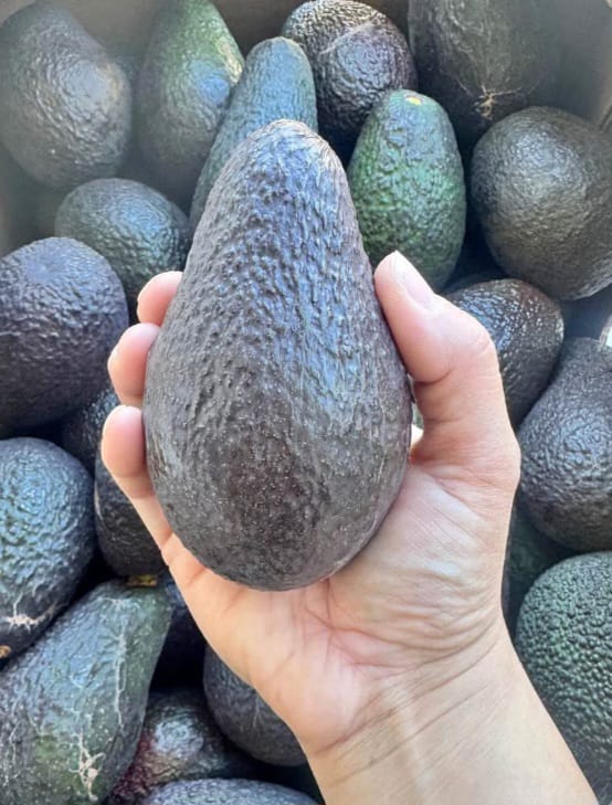 Caja de Palta Hass 20 Kilos / Calibre Extra por unidad de 265grs a 330grs por caja + IVA - Imagen 3