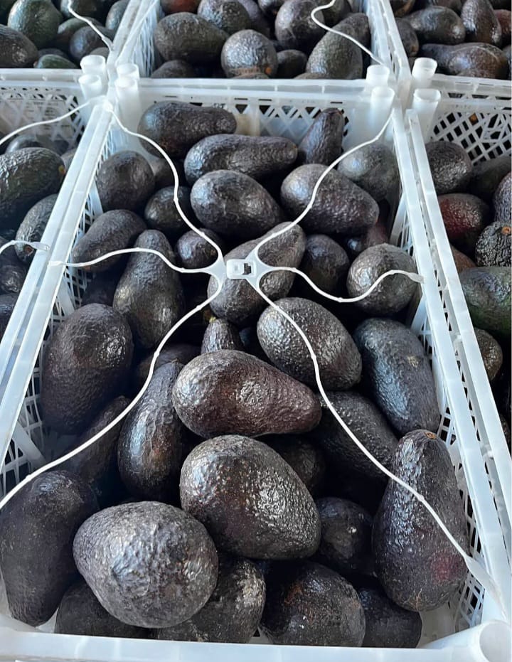 Caja de Palta Hass 20 Kilos / Calibre Extra por unidad de 265grs a 330grs por caja + IVA - Imagen 4