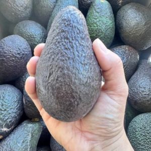 Bins de 500 Kilos Calibre Super Extra 265grs o 1.000 Kilos de Calibre Premiun 330grs Palta Hass a Granel + IVA