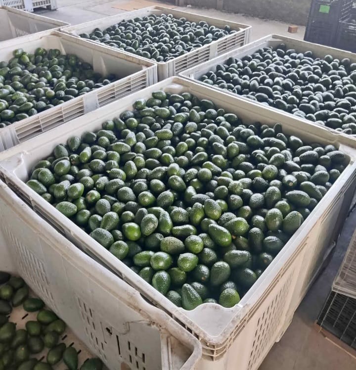 Bins de 500 Kilos Calibre Super Extra 265grs o 1.000 Kilos de Calibre Premiun 330grs Palta Hass a Granel + IVA - Imagen 3