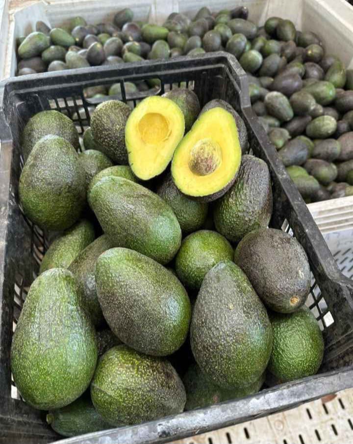 Bins de 500 Kilos Calibre Super Extra 265grs o 1.000 Kilos de Calibre Premiun 330grs Palta Hass a Granel + IVA - Imagen 2