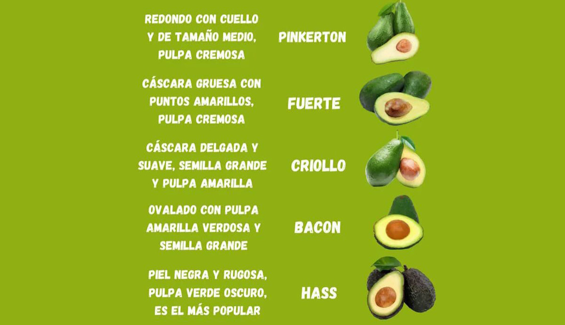 tiposdepalta1