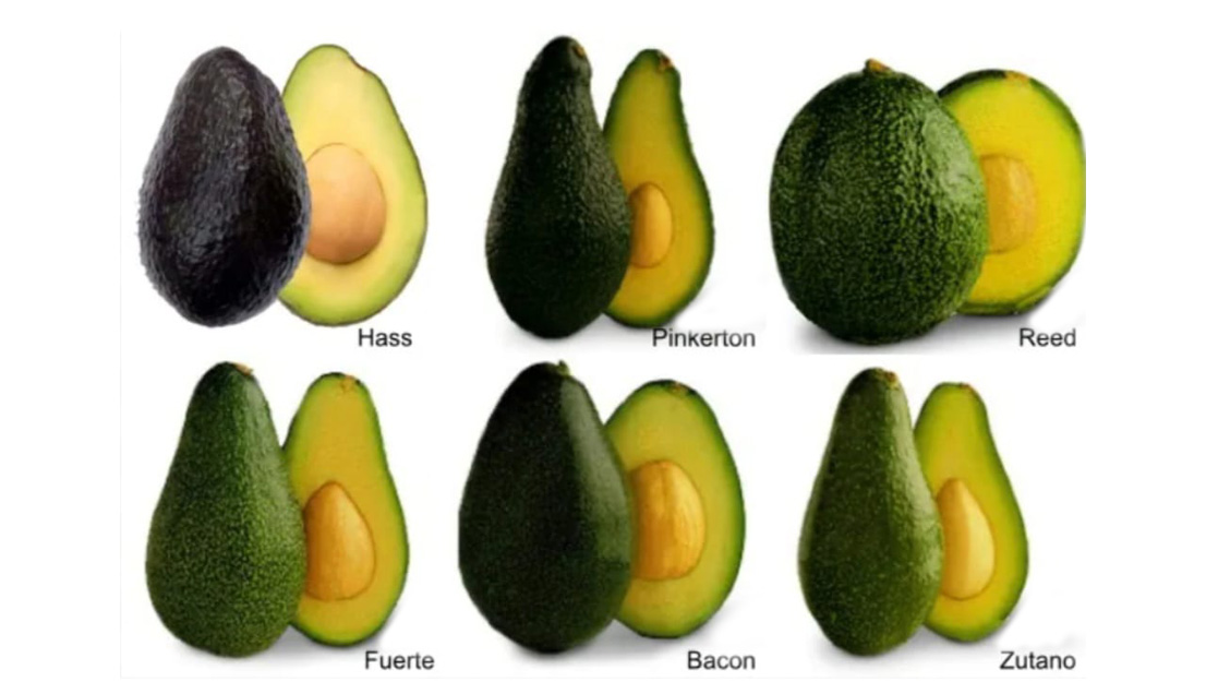 tiposdepalta2