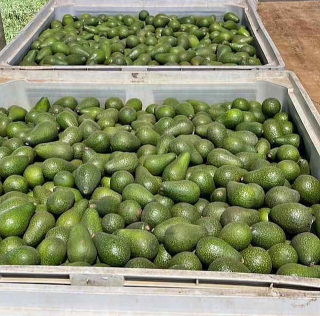 Bins de 500 Kilos Calibre Super Extra 265grs o 1.000 Kilos de Calibre Premiun 330grs Palta Pikertón a Granel + IVA - Imagen 3