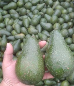 Bins de 500 Kilos Calibre Super Extra 265grs o 1.000 Kilos de Calibre Premiun 330grs Palta Pikertón a Granel + IVA