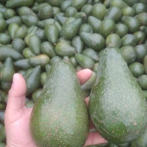 Bins de 500 Kilos Calibre Super Extra 265grs o 1.000 Kilos de Calibre Premiun 330grs Palta Pikertón a Granel + IVA