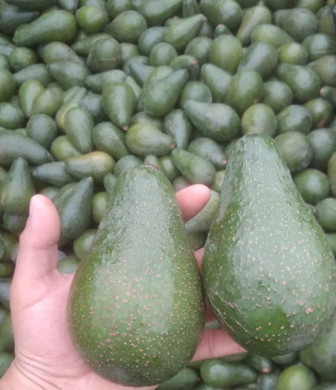 Bins de 500 Kilos Calibre Super Extra 265grs o 1.000 Kilos de Calibre Premiun 330grs Palta Pikertón a Granel + IVA