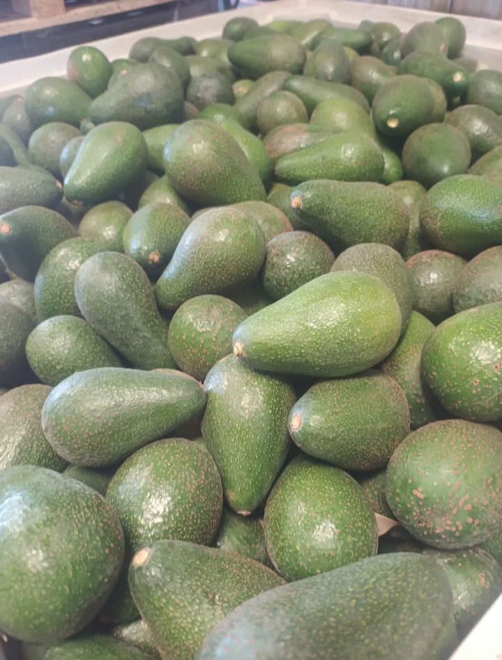 Bins de 500 Kilos Calibre Super Extra 265grs o 1.000 Kilos de Calibre Premiun 330grs Palta Pikertón a Granel + IVA - Imagen 2